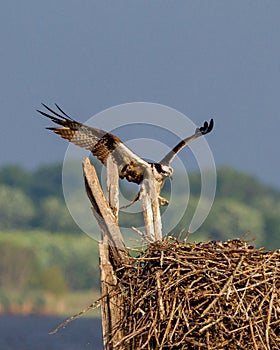 Osprey Landing on Nest with Wings outspread