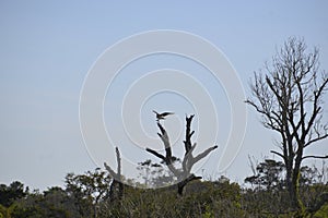 An osprey lands on its favorite overview perch of the water below