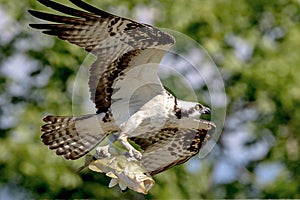 Osprey with a large mouth bass