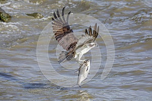 Osprey lifting fish from river