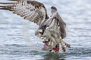 Osprey lifts kokanee salmon out of water. photo