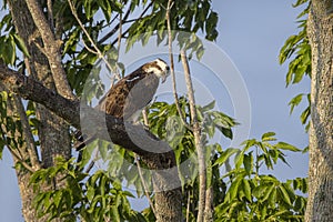 Osprey Looking Down From An Oak Tree