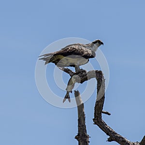 Osprey with lunch