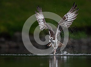 Osprey in Maine