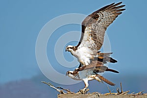 Osprey Mating