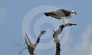 Osprey in Mexico