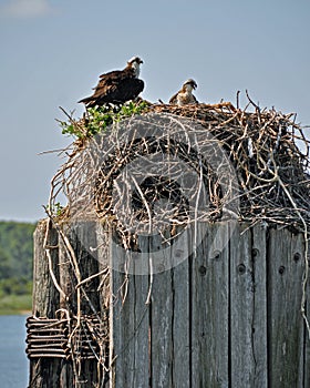 Osprey Nest