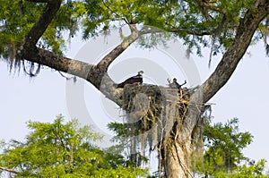 Osprey nest