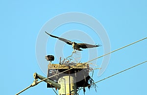 Osprey nest