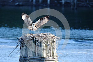 Osprey and nest