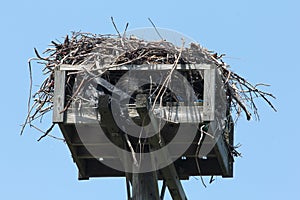 Osprey Nest