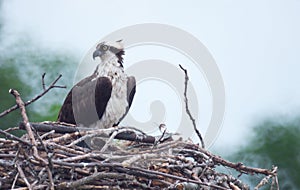 An osprey in nest