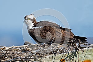 Osprey in Nest Box