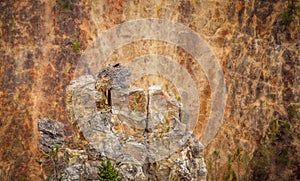 An osprey nest in a canyon