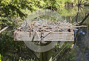 Osprey Nest