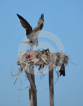 Osprey in the nest in Guerro Negro in Baja California del Sur, Mexico photo