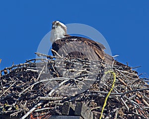 Osprey In Nest