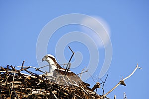 Osprey in Nest with Moon - Copy Space Hotizontal