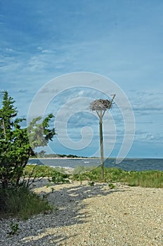 Osprey nest, Orient Beach State Park, Long Island, NY