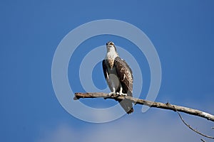 Osprey nest Osprey family of immature and adult individuals