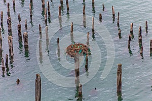 Osprey Nest on Pilings