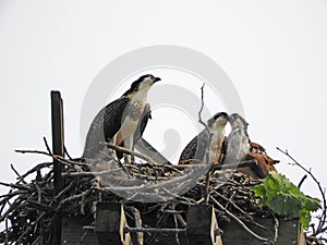 Osprey on nest platform searching sky for mate