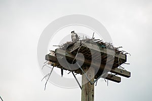 Osprey and Nest platform on top of a hydro pole