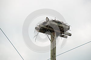 Osprey and Nest platform on top of a hydro pole