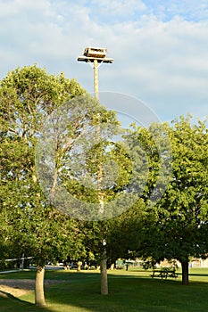 Osprey Nest on a Pole