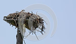 Osprey Nest on Steel Pallet