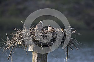 Osprey nest with young bird