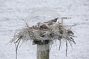 Osprey nest with young bird