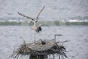 Osprey nest with young bird