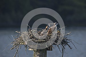 Osprey nest with young bird