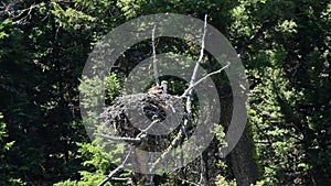 Osprey Nesting