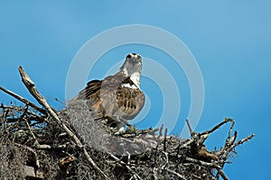 Osprey Nesting in Florida