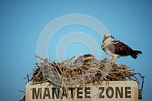 Osprey nesting on a Manatee Zone sign at Goodland Florida