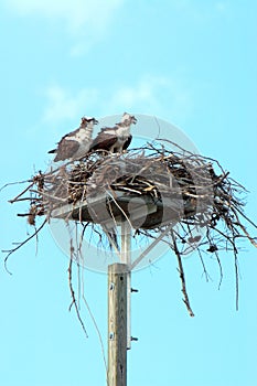 Osprey Pair