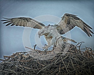 Osprey Pair on Nest