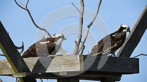 Osprey Pair in Nest