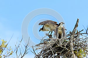 Osprey Pair in Nest Fort DeSoto Park Tampa