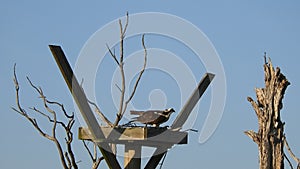 Osprey Pair in Nest Mating