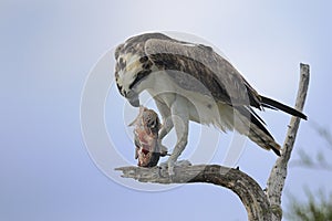 Osprey, pandion haliaetus photo