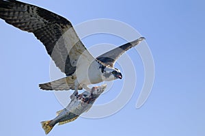 Osprey, pandion haliaetus