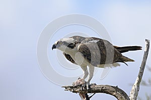 Osprey, pandion haliaetus