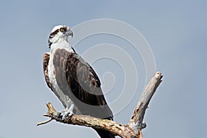 Osprey (Pandion haliaetus)