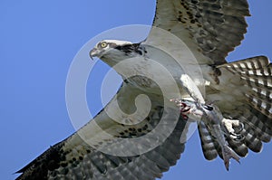 Osprey, pandion haliaetus photo