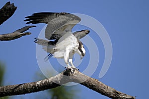 Osprey, pandion haliaetus photo