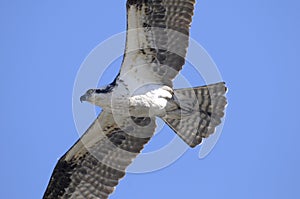 Osprey, pandion haliaetus photo