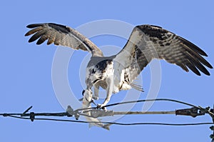 Osprey, pandion haliaetus photo